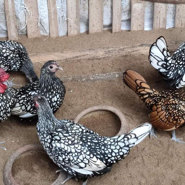 Ayam Batik Itali dan Batik kanada