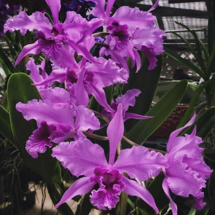 jual anggrek laelia lobata