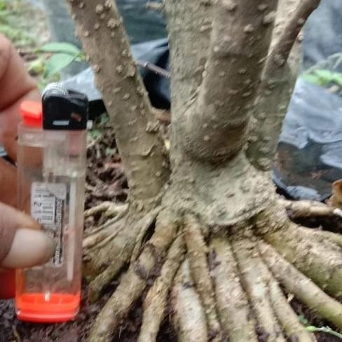 Bahan Bonsai Anting Putri Program Akar/ Anting Putri Prokar Size Mame