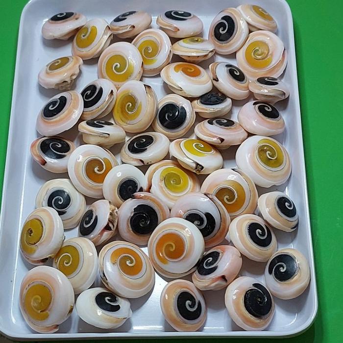Keong kul buntet lancip bawah warna hitam kuning murah
