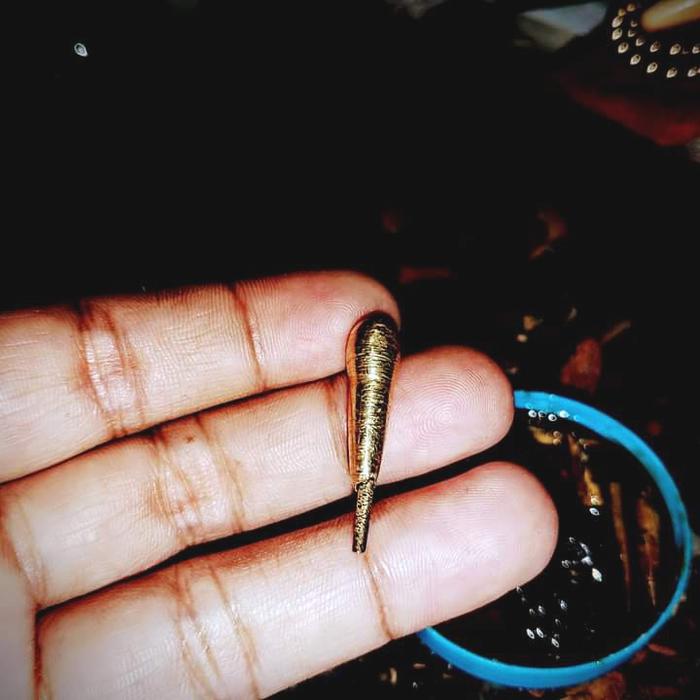 koleksi wesi kuning kepompong