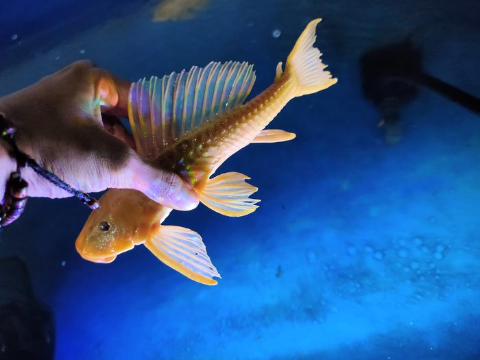 ikan sapu sapu / ikan sapu albino 15 cm