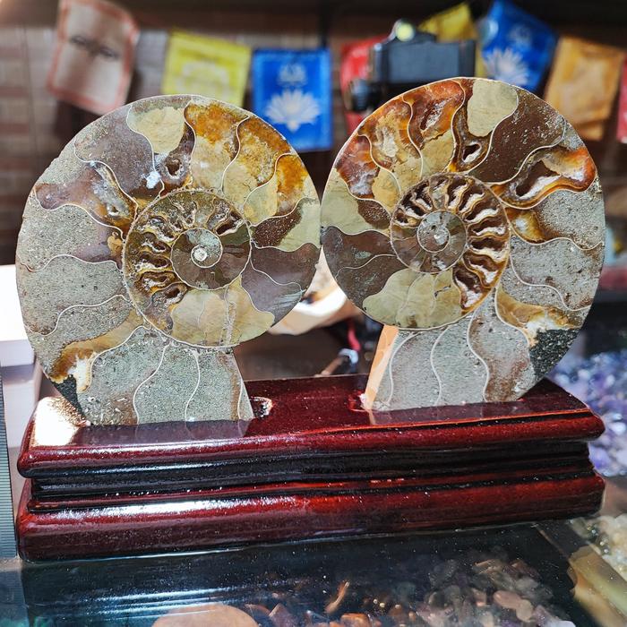 Ammonite fossil sepasang HQ