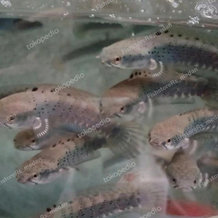 chana blue pulchra