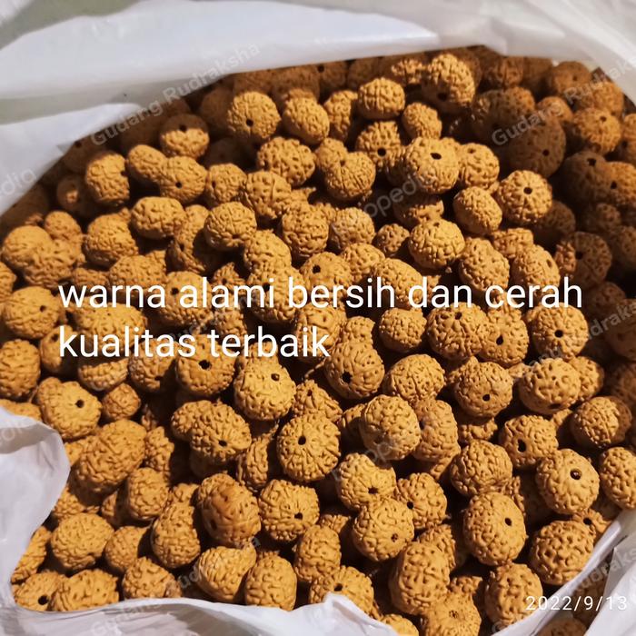 Biji jenitri Medana mukhi 7 8 9 acak