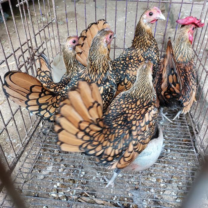ayam batik kanada motif rapi