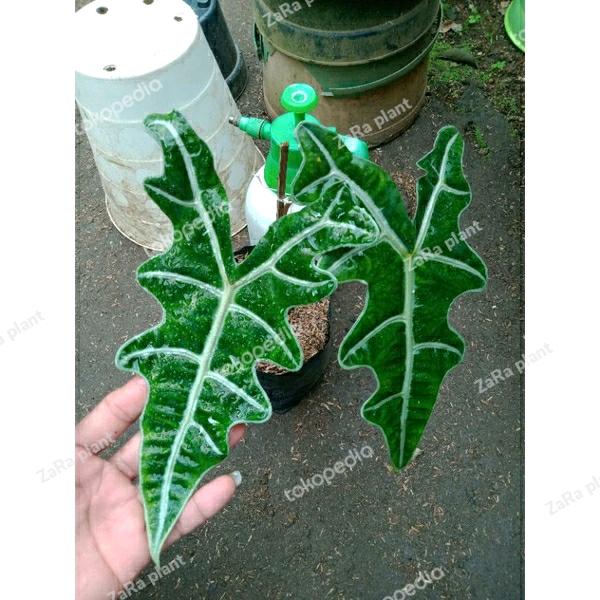 ALOKASIA MURAH/ALOKASIA NOBILIS