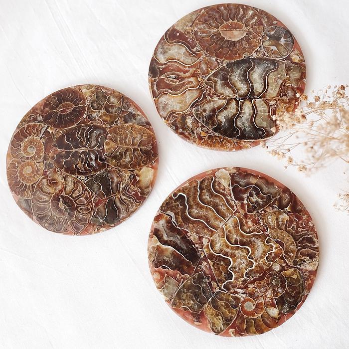 Ammonite fossil plate