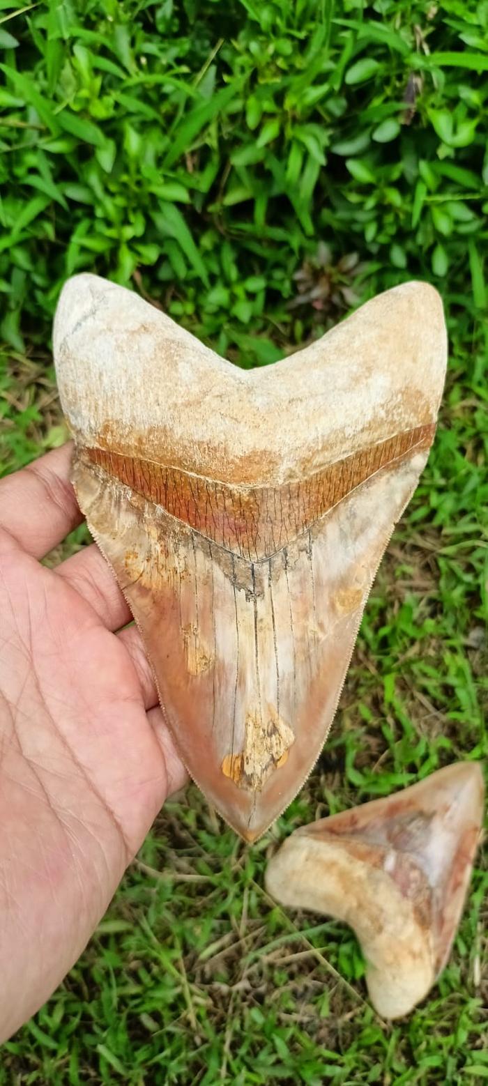 fosil gigi hiu megalodon zaman purba best quality