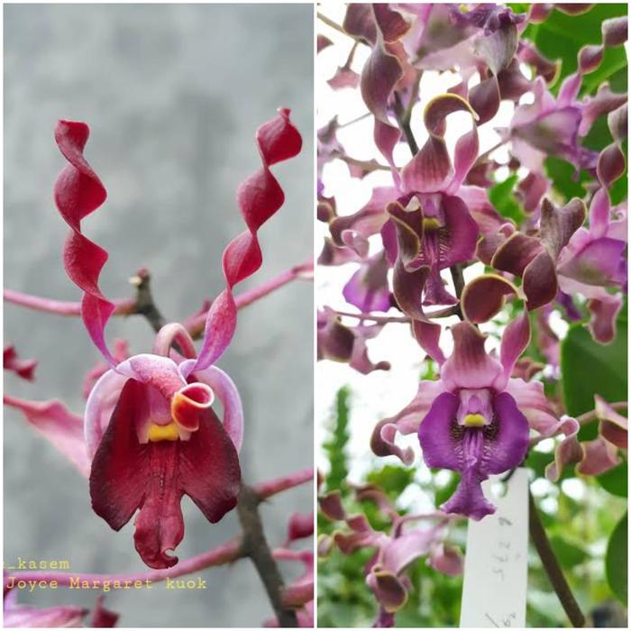 Remaja Anggrek Dendrobium Joyce Margaret Kuok x Ratri Ayu
