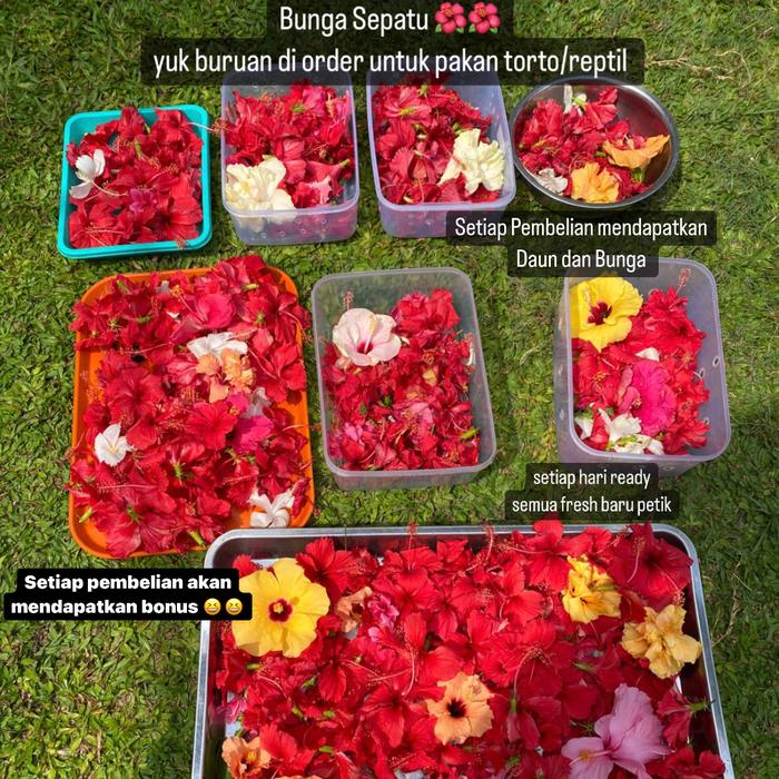bunga sepatu makanan kura kura darat