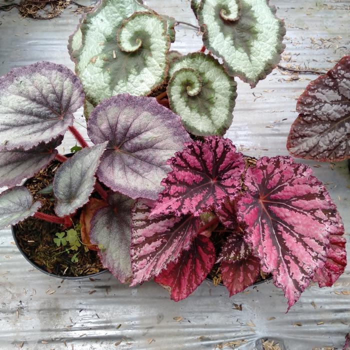 paket begonia silver baldu keong rexred