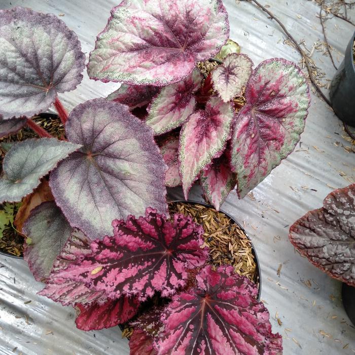 begonia paket matahari Rexred silver baldu