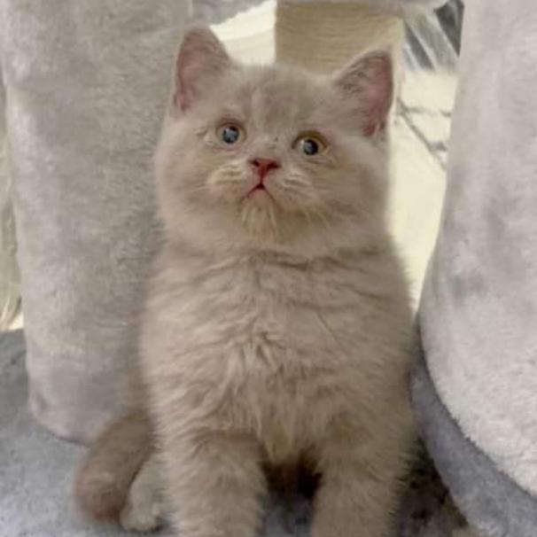 BSH Lilac