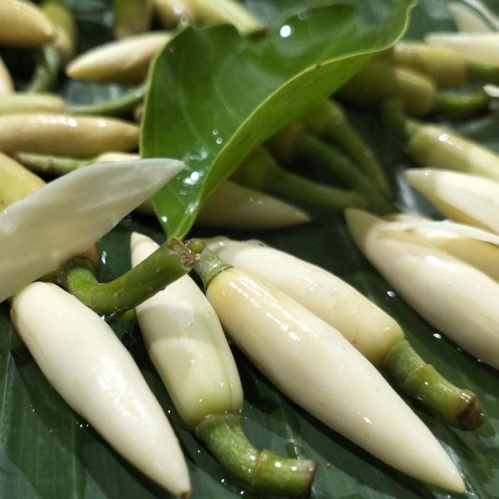 10pc Bunga Kantil Putih Segar/Bunga Cempaka putih