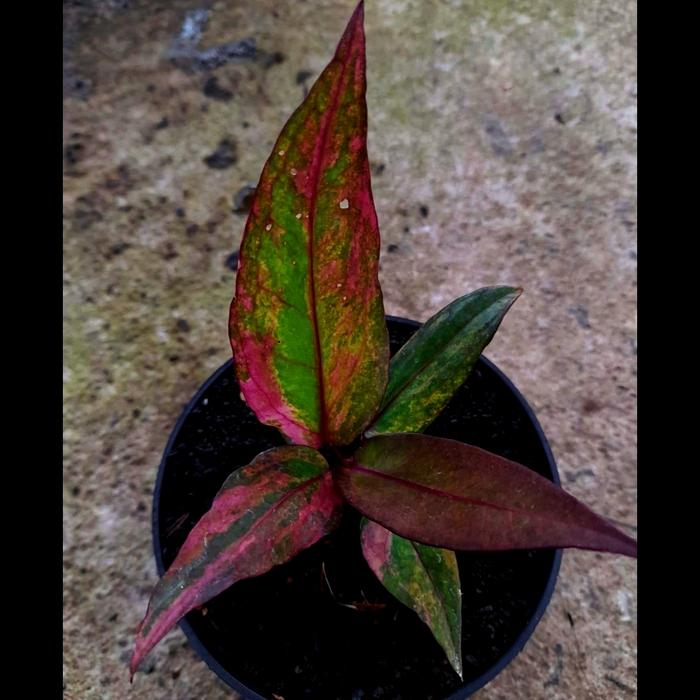anthurium hokeri pink violet ( keunguan ) ocena sage series