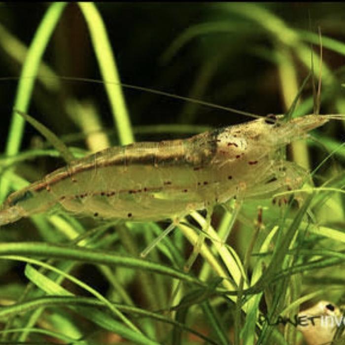 udang amano sulawesi