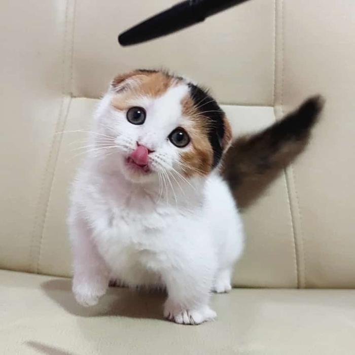 kucing munchkin gaelic fold betina 3 bulan calico