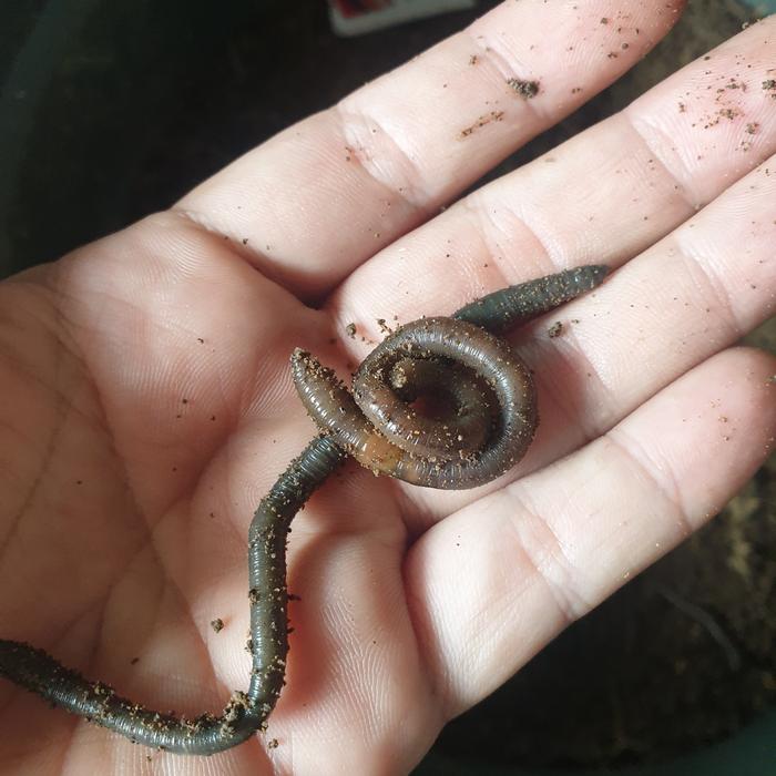 cacing kalung per / ungker / plungker 1kg