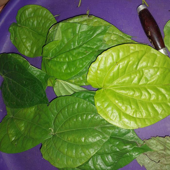 daun sirih hijau 10 lembar