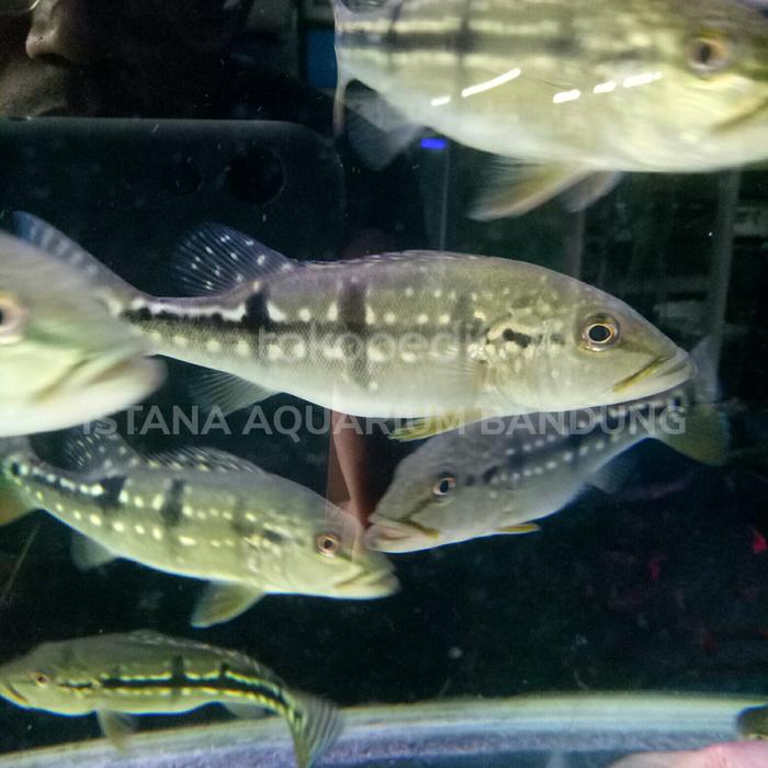pbass pinima