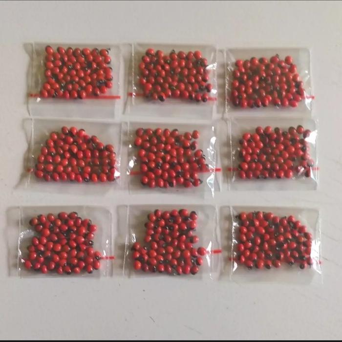 biji saga rambat (70biji), biji daun saga merah merah bintik hitam