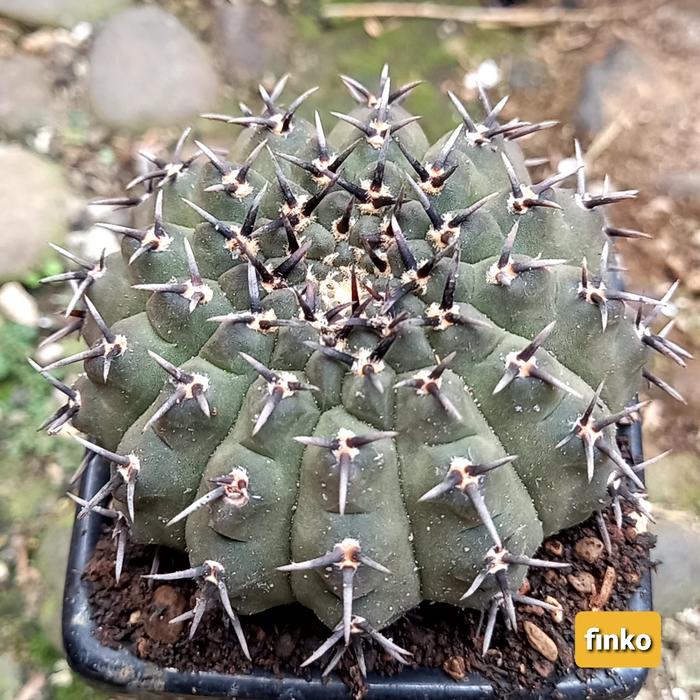 rare cacti! Gymnocalycium basiatrum (b)