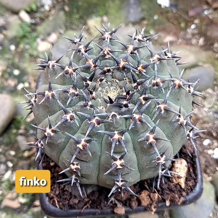 rare cacti! Gymnocalycium basiatrum (a)
