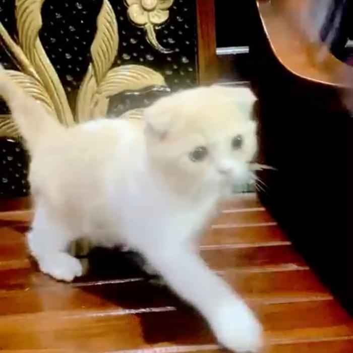 Scottish Fold male jantan
