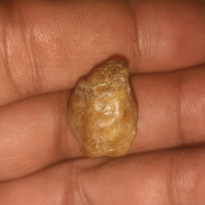 batu mustika ditemukan dlm otak sapi