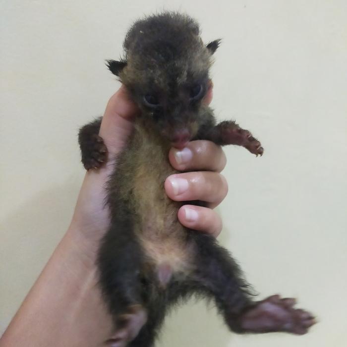 musang pandan murah