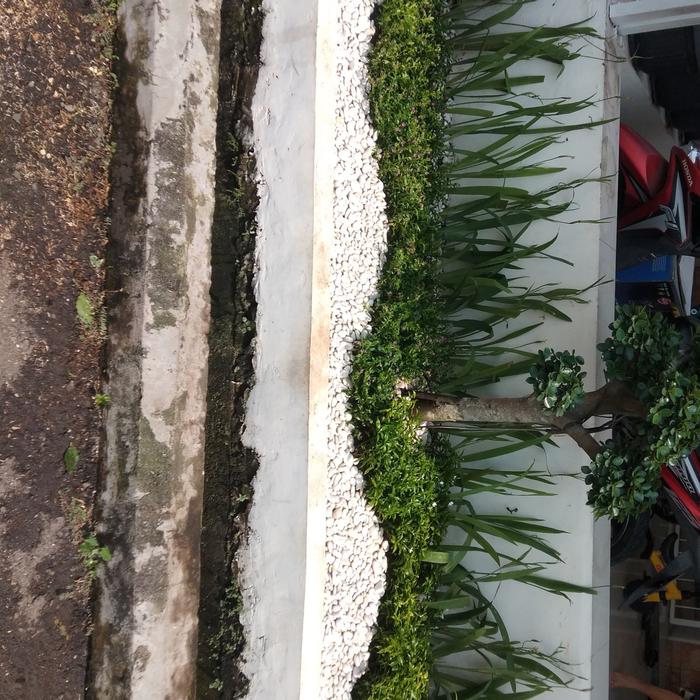 tanaman airis bunga kuning