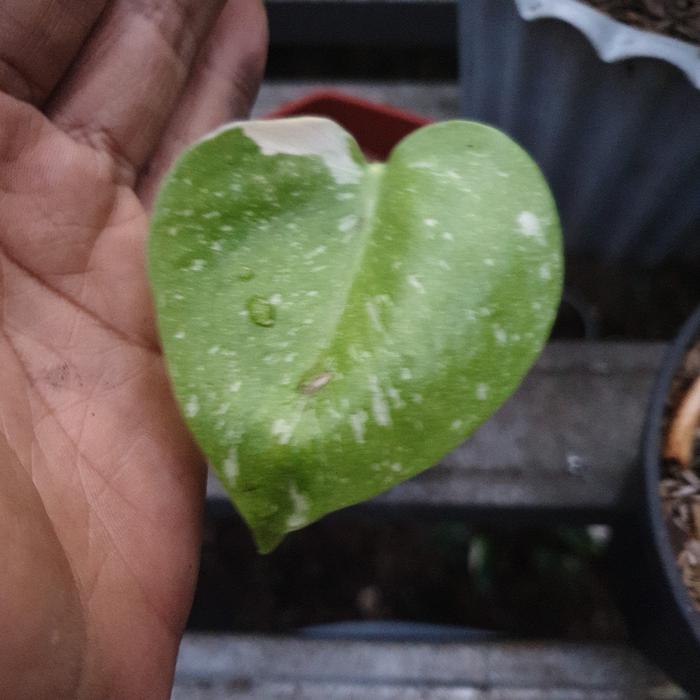 monstera constellation monthai 02