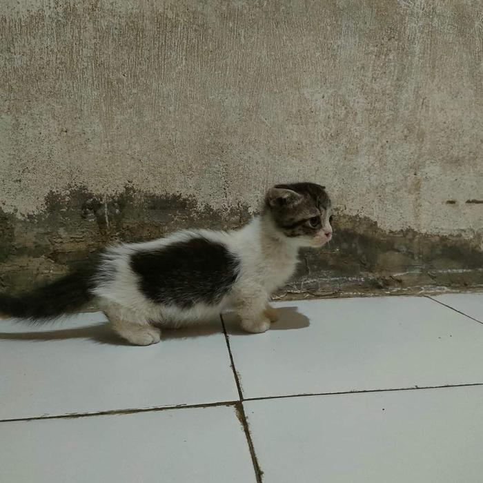 kucing jantan munchkin gaelic fold 3 bulan lucu