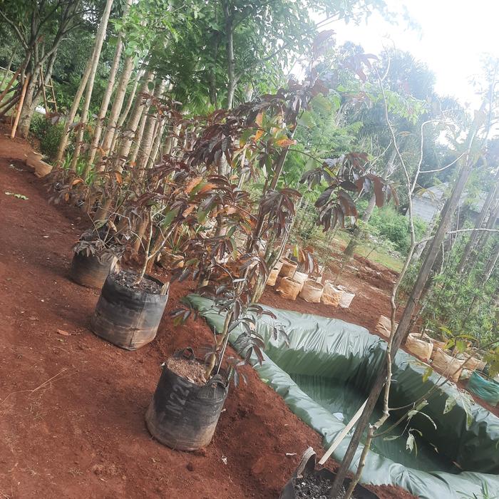 pohon bungur merah