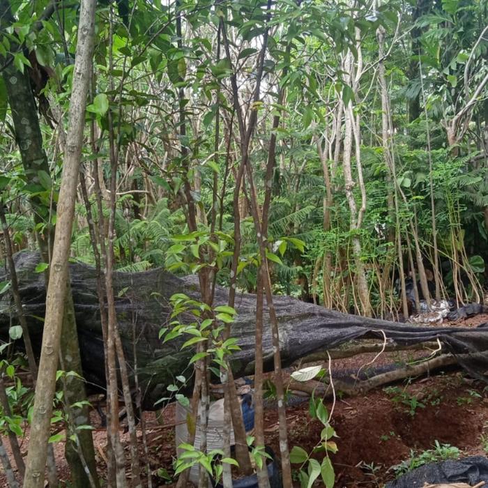 Pohon gaharu tinggi 2meter lebih