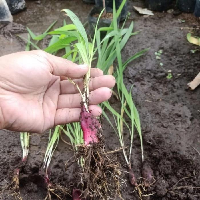 bibit pohon bawang dayak / bawang berlian