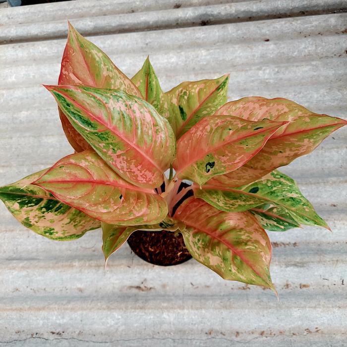 Aglonema LOD Light Of Diamond Jumbo