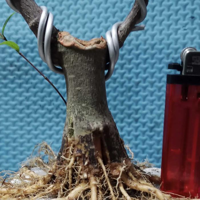 Bonsai Anting Putri Berkarakter Akar Keliling Prospek Bagus