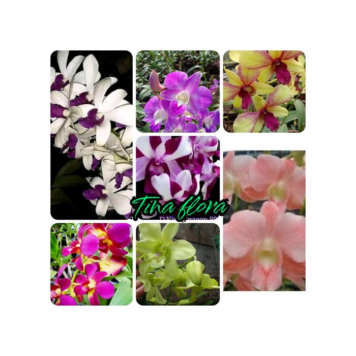 Anggrej Dendro Dewasa/Spike Hanya Lepas Pot Paket 7 id