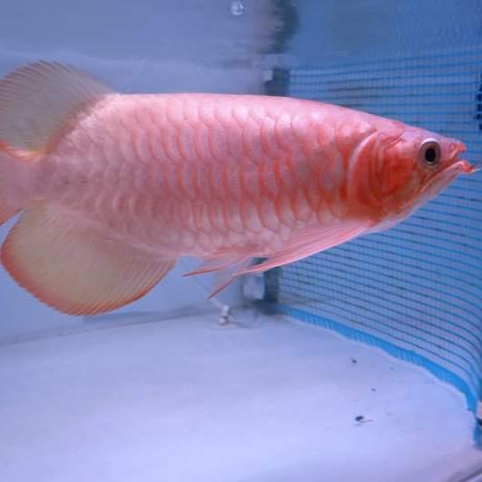 arwana super red semi short body sb SSB sr mulut hiu chili arowana