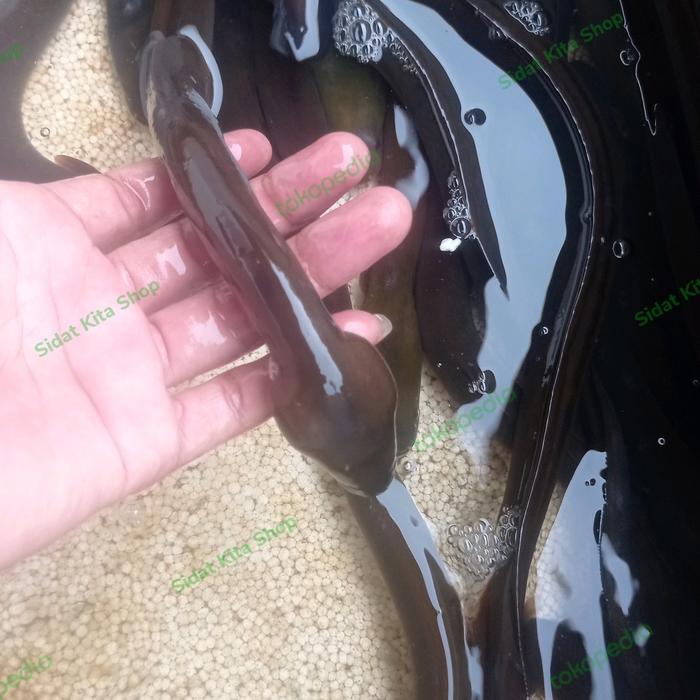 Sidat Hidup Size +- 150gram BERGARANSI Bisa Untuk Hiasan Aquarium
