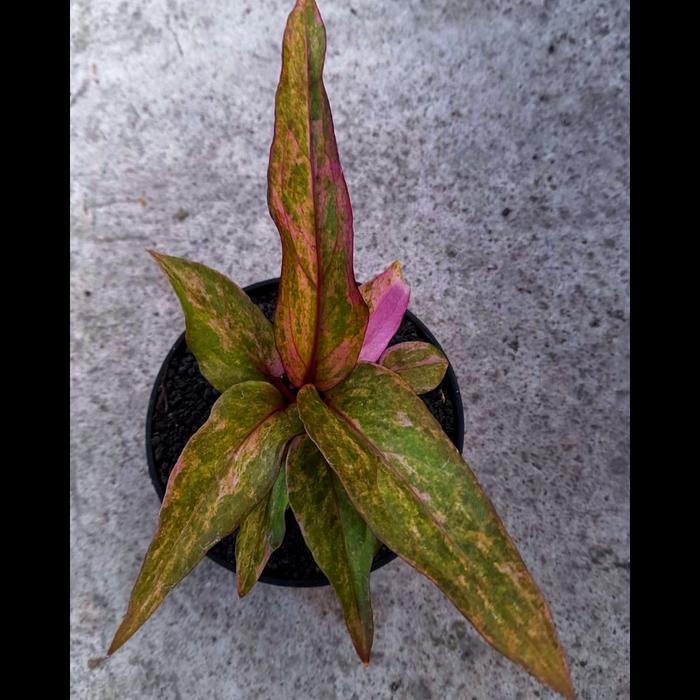 anthurium keris pink ( tricolor pelangi ) mewah ( hybrid ) koleksian