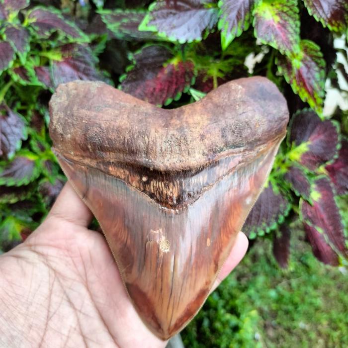 natural fosil gigi hiu megalodon purba antik