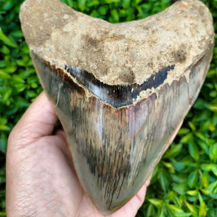 fosil batu gigi hiu megalodon zaman purba