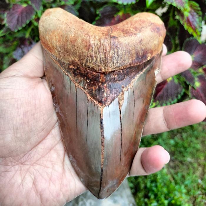fosil gigi hiu megalodon super quality zaman purba