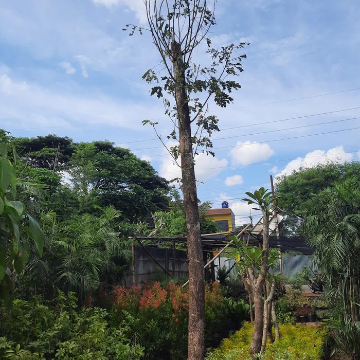 pohon trembesi