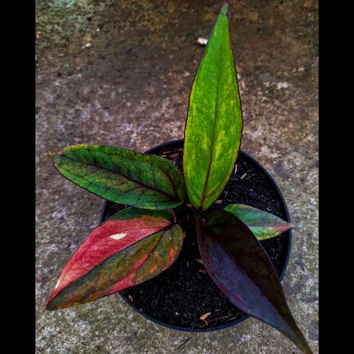 anthurium hokeri pink ocena sage ( pelangi ) ada putih dan black nya