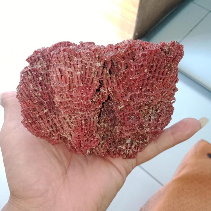 Fosil-fosil batu karang laut merah