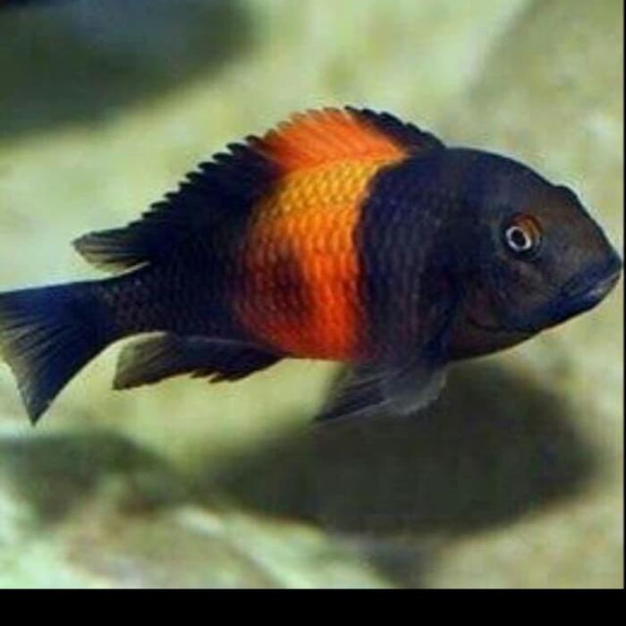 Tropheus Bemba Large Flame Cichlid SP Black Pemba